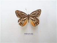 藏品(條斑豔粉蝶)的圖片